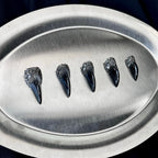 Obsidian Crown - Black Silver Handmade Cat Claw Press-On Nails